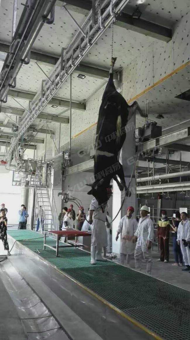 Slaughter Case_Xinjiang Slaughterhouse_2